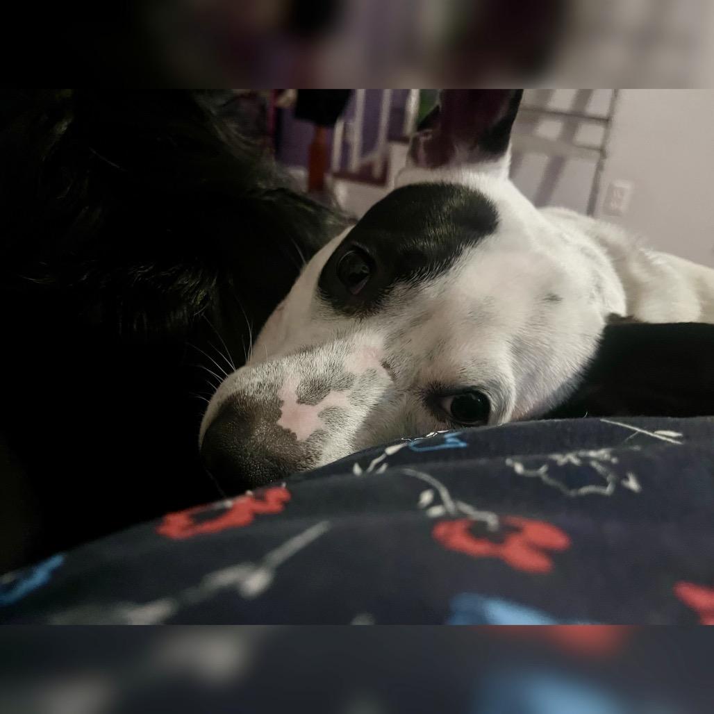 Enlarge Bozo, a Adoptable Terrier in New Orleans, LA image 2/5