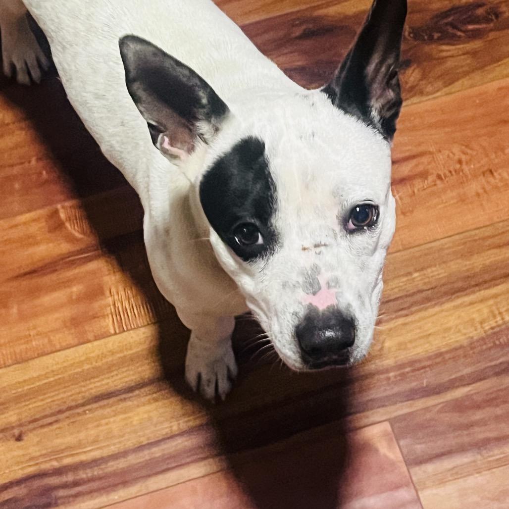 Enlarge Bozo, a Adoptable Terrier in New Orleans, LA image 3/5