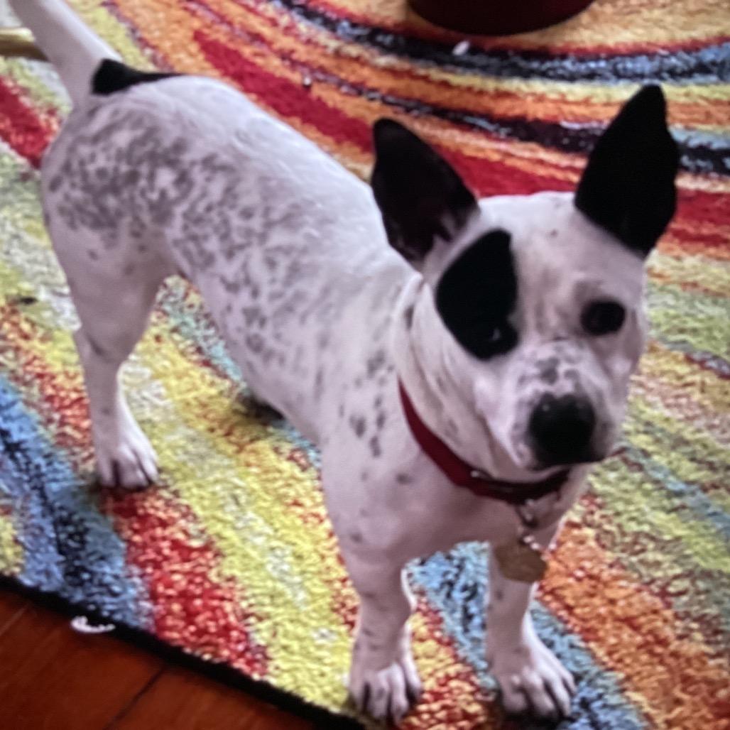 Enlarge Bozo, a Adoptable Terrier in New Orleans, LA image 5/5
