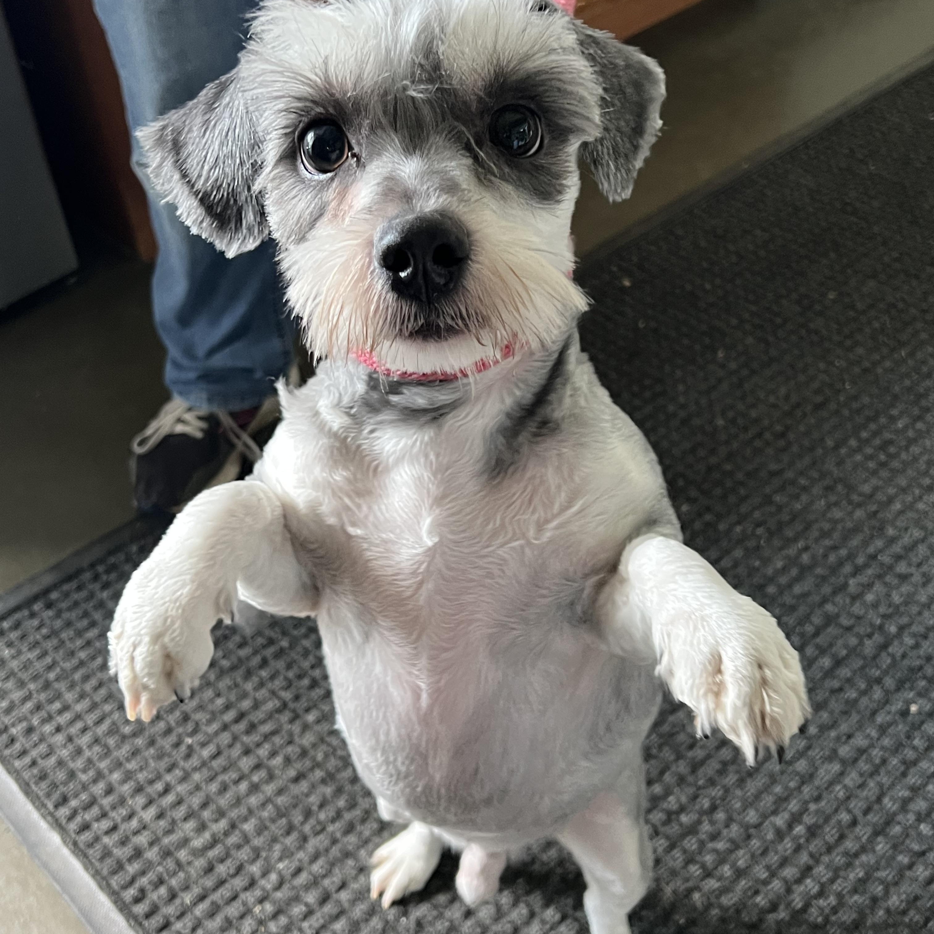 Louie