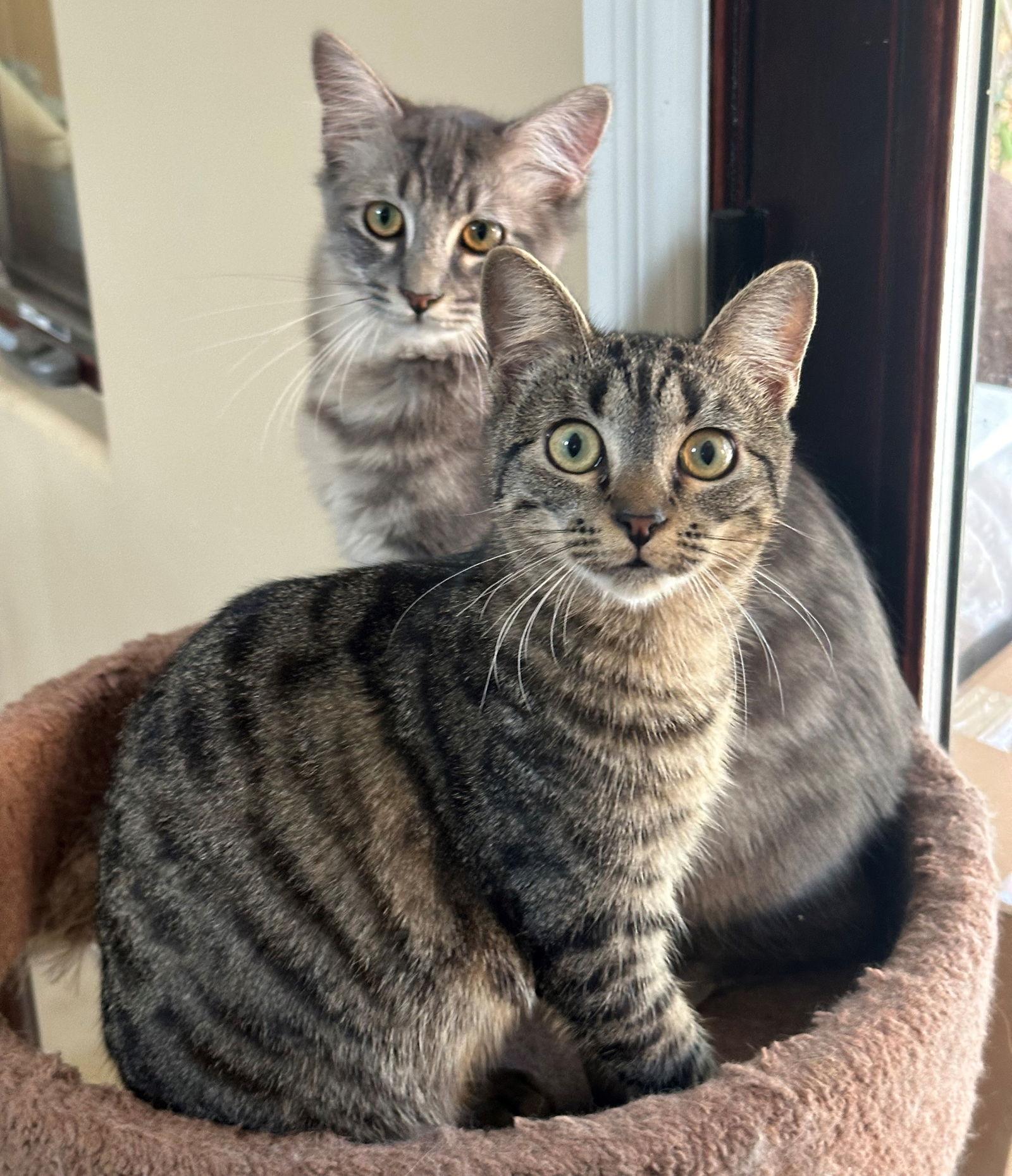 Emery & Sage, a Adopted mixed breed in Palo Alto, CA image 1/3