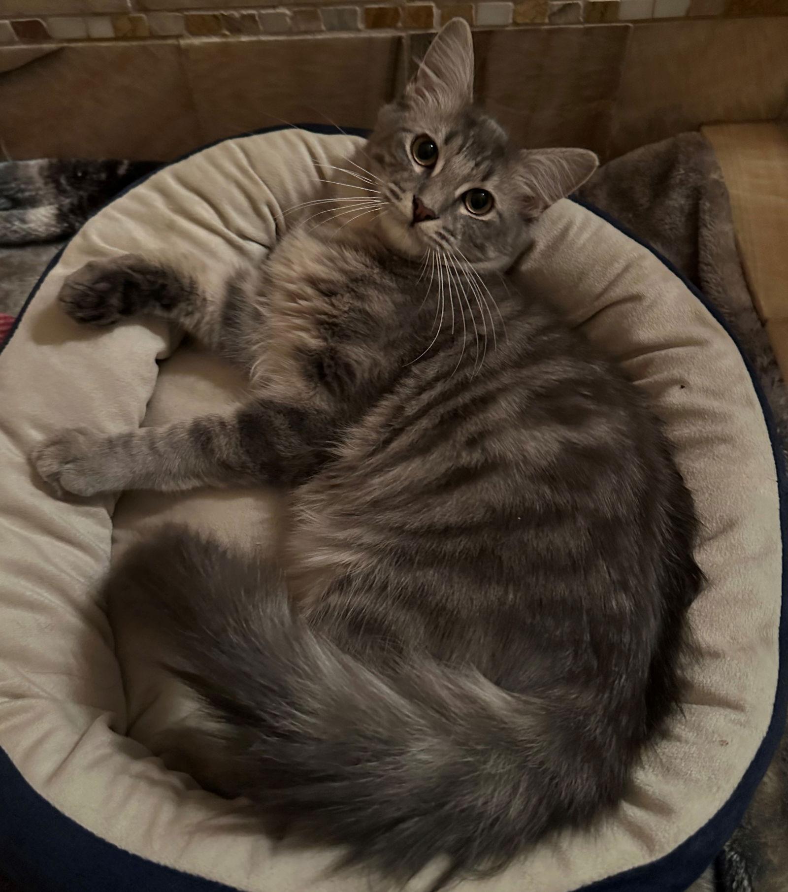 Emery & Sage, a Adopted mixed breed in Palo Alto, CA image 2/3