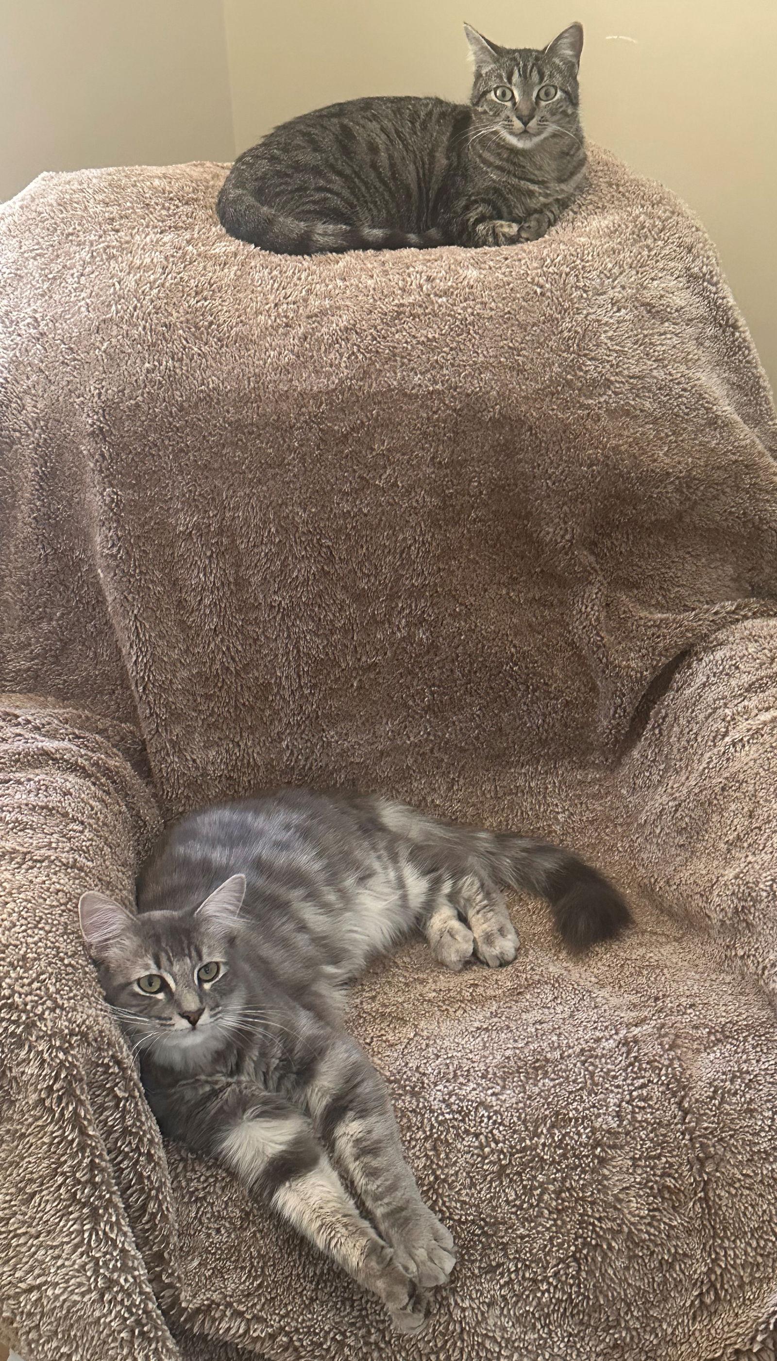 Emery & Sage, a Adopted mixed breed in Palo Alto, CA image 3/3