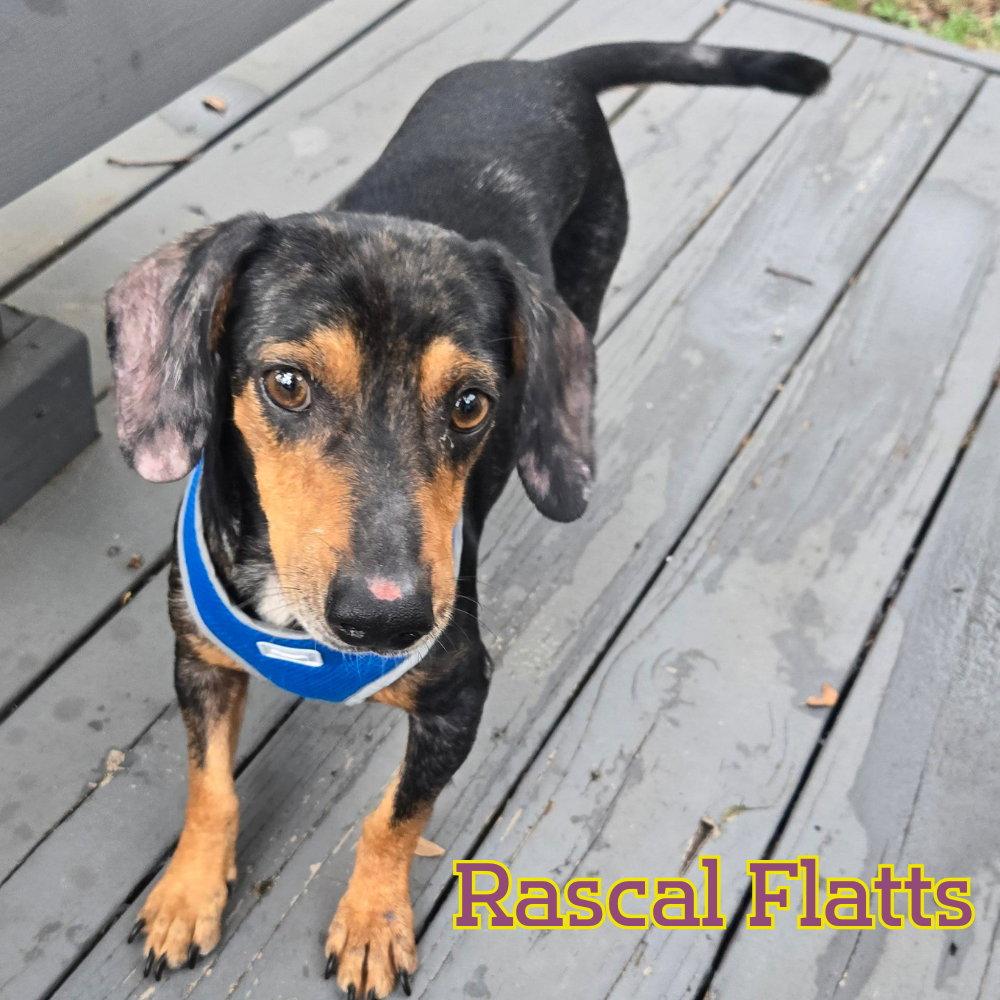 Rascal Flatts, Adoptable, Adult Male Dachshund.