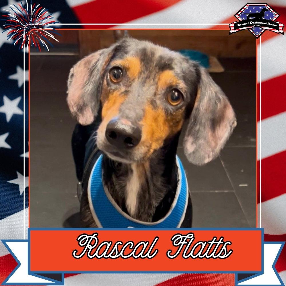 Enlarge Rascal Flatts, a Adoptable Dachshund in San Antonio, TX image 2/3
