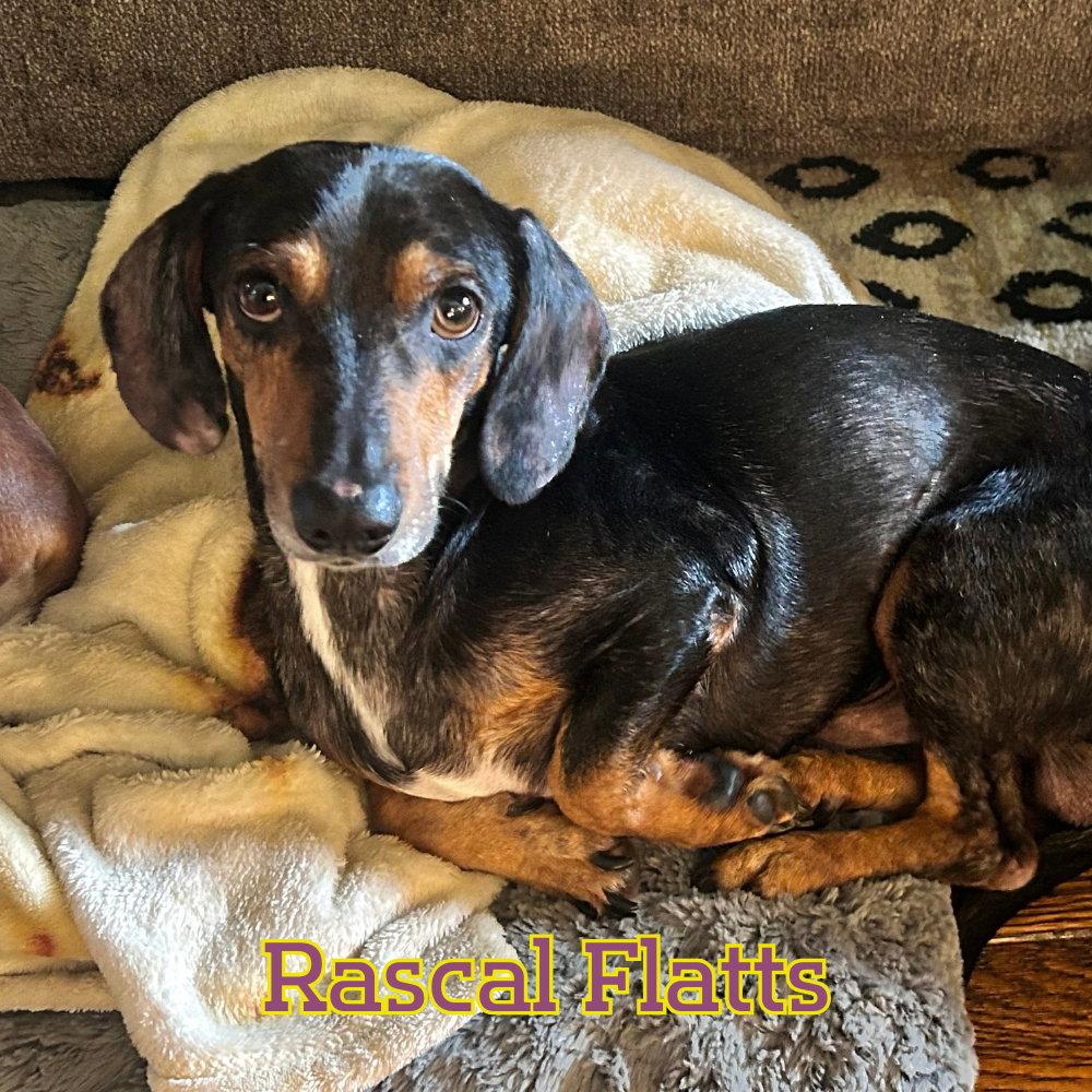 Enlarge Rascal Flatts, a Adoptable Dachshund in San Antonio, TX image 3/3