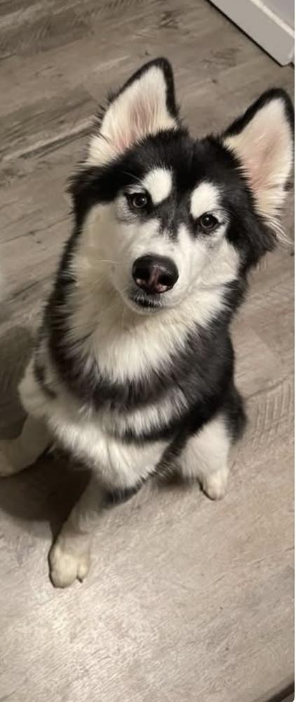 Mika, Adoptable, Adult Female Husky.