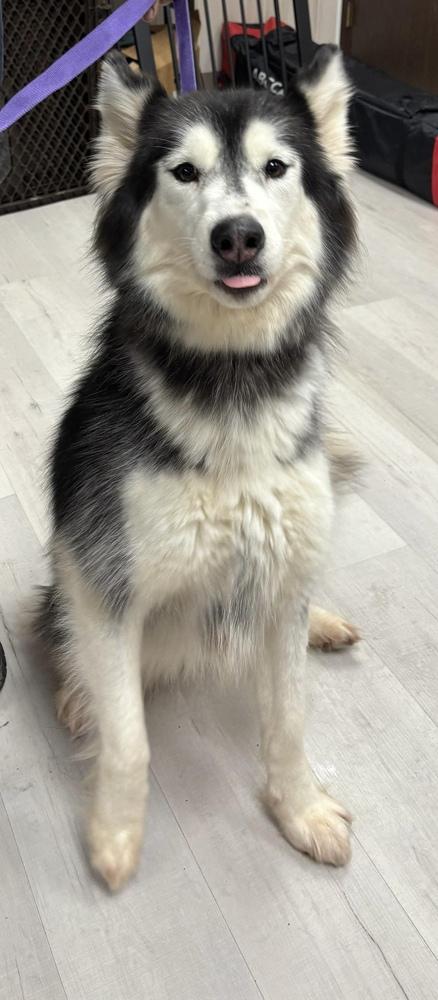 Enlarge Mika, a Adoptable Husky in Alden, NY image 2/2