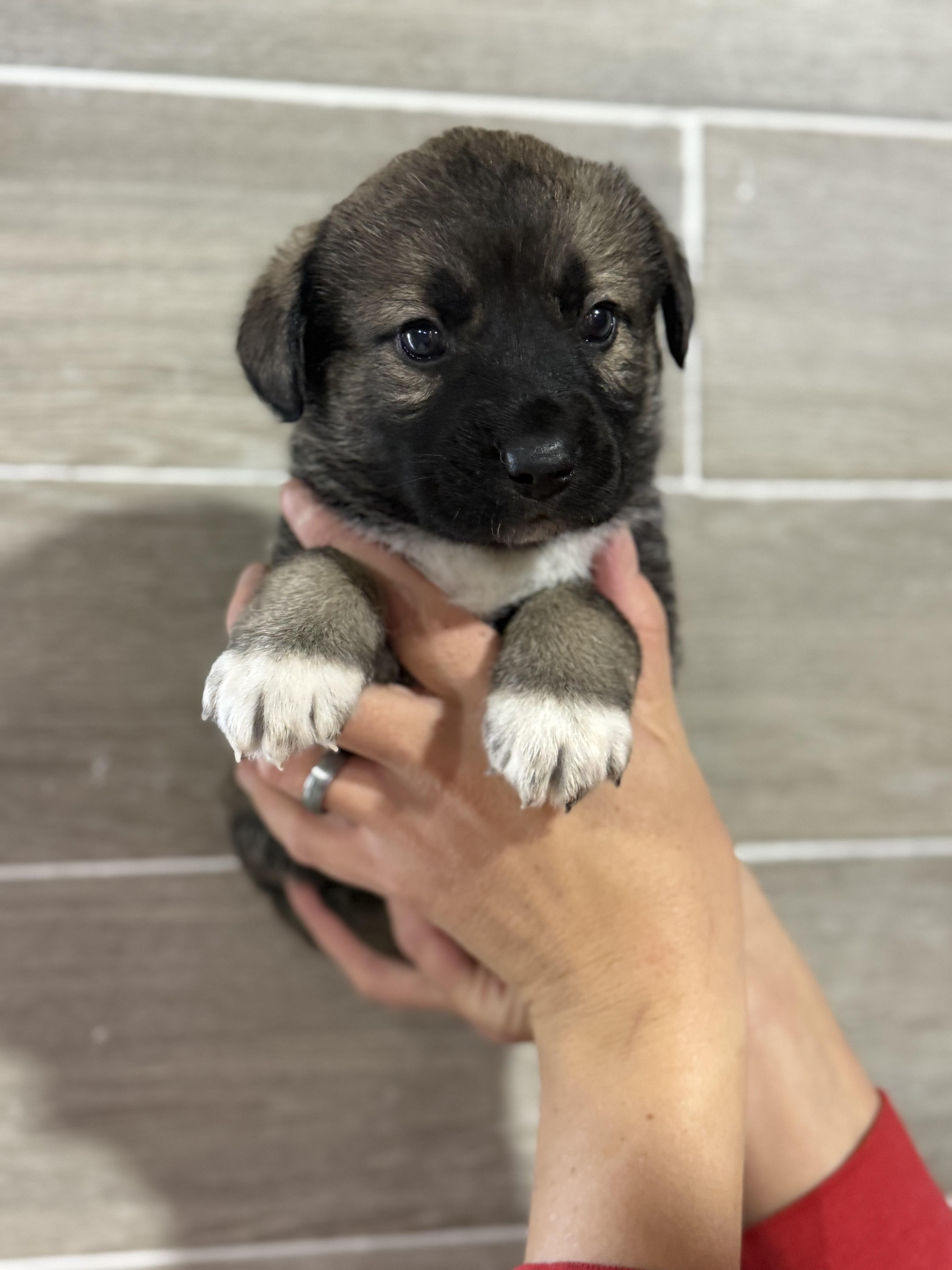 Purple Pieman thumbnail 2