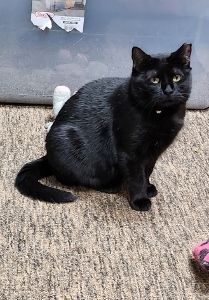 Mama Batts, a Adoptable Domestic Short Hair in Hampstead, NC image 3/4