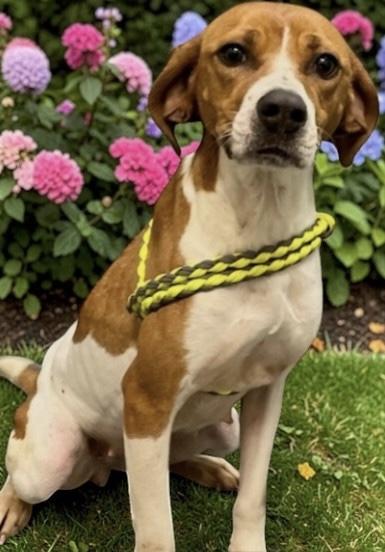 Elyse, ADOPTABLE, Young Female Hound & Labrador Retriever.