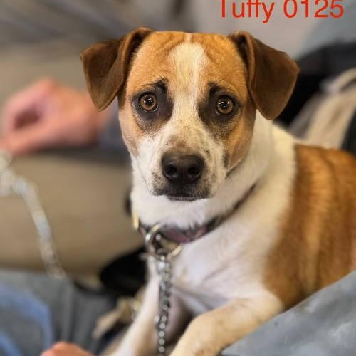 Tuffy 0125, an adoptable Chihuahua in Sonora, CA image 1/2