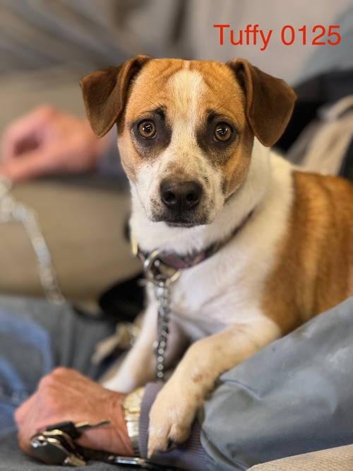 Tuffy 0125, an adoptable Chihuahua in Sonora, CA image 2/2