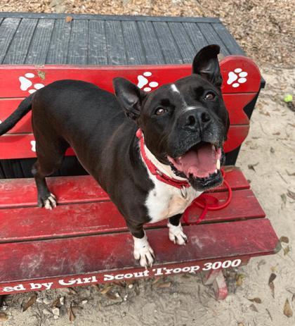 Caesar, a Adoptable Mixed Breed in Covington, LA image 1/3