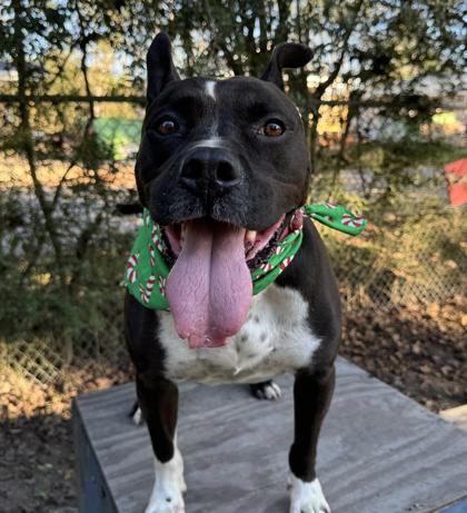 Enlarge Caesar, a Adoptable Mixed Breed in Covington, LA image 2/3