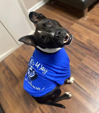 Caesar, a Adoptable Mixed Breed in Covington, LA image 1/3