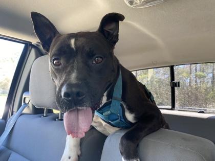 Enlarge Caesar, a Adoptable Mixed Breed in Covington, LA image 3/3