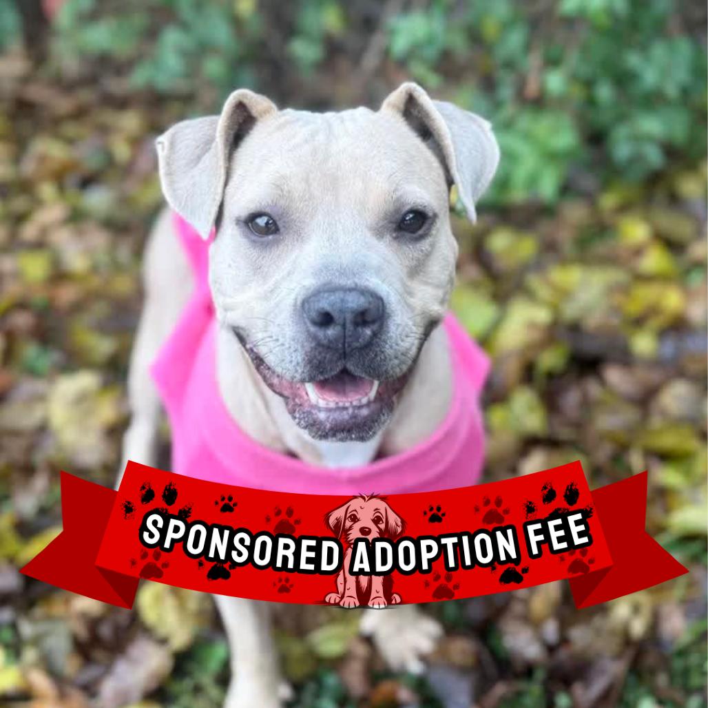 Bloom, Adoptable, Adult Female Pit Bull Terrier & Rhodesian Ridgeback.