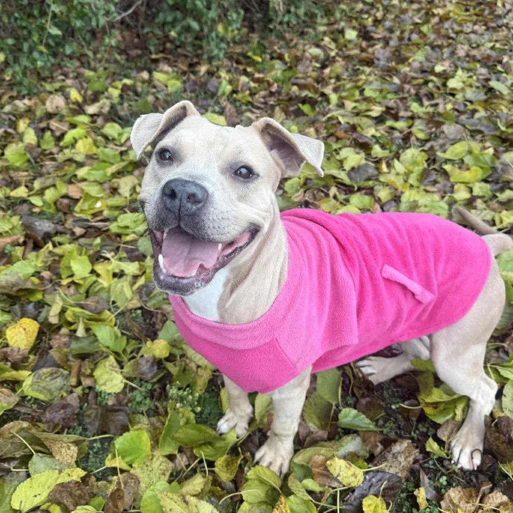 Enlarge Bloom, a Adoptable mixed breed in Ridgely, MD image 1/6