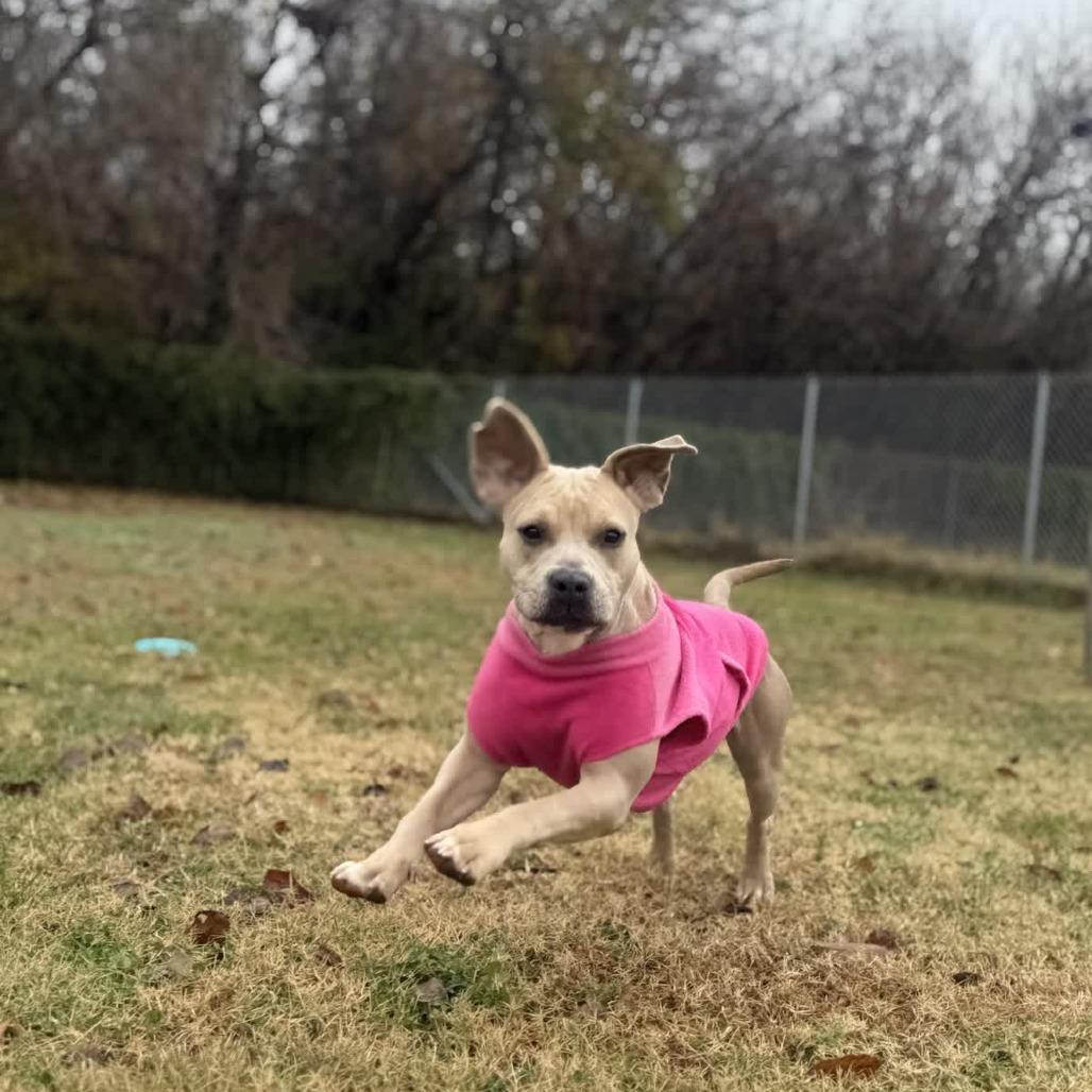 Enlarge Bloom, a Adoptable mixed breed in Ridgely, MD image 2/6