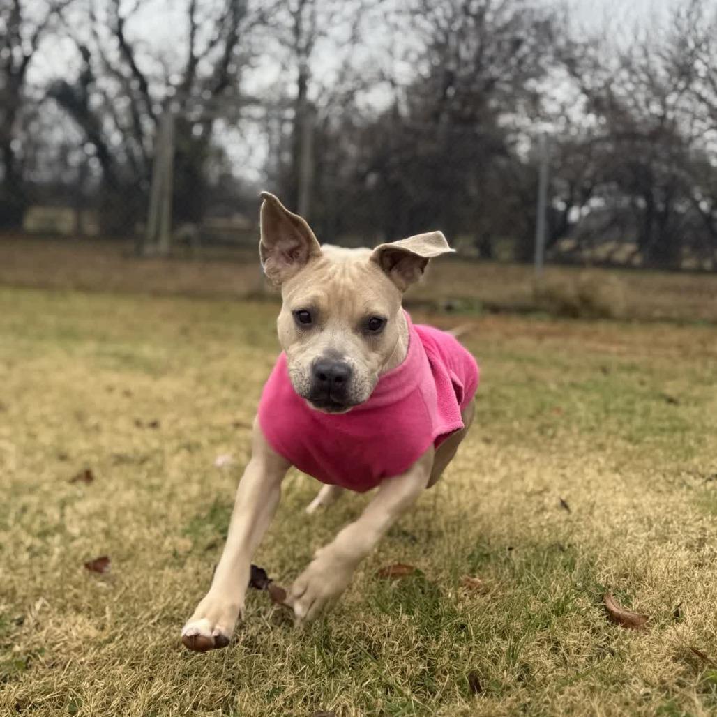 Enlarge Bloom, a Adoptable mixed breed in Ridgely, MD image 3/6