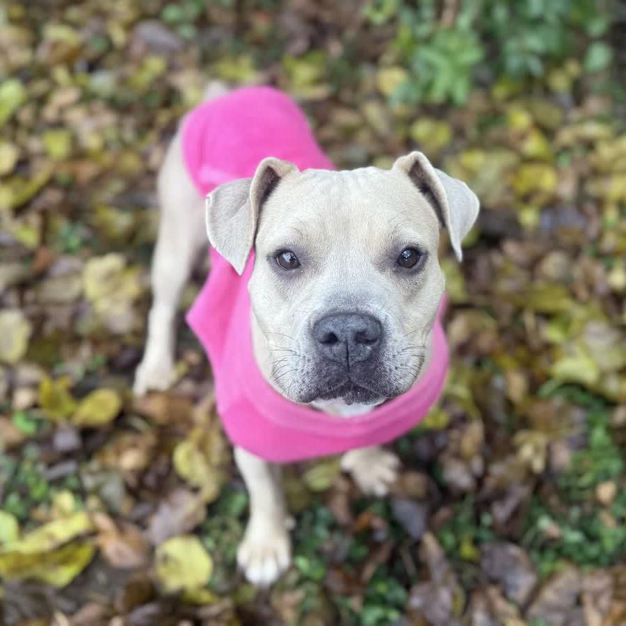 Enlarge Bloom, a Adoptable mixed breed in Ridgely, MD image 4/6