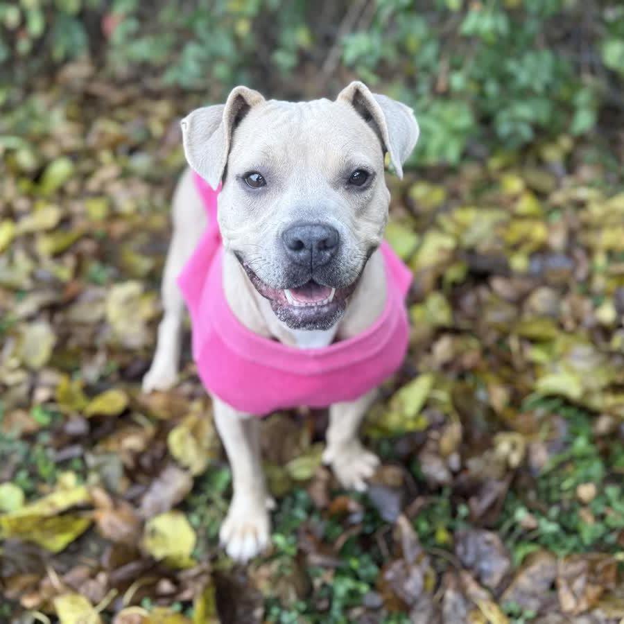 Enlarge Bloom, a Adoptable mixed breed in Ridgely, MD image 5/6