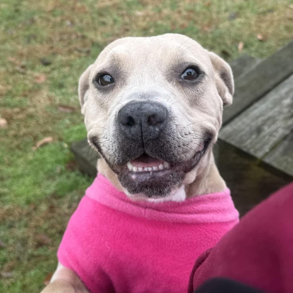 Enlarge Bloom, a Adoptable mixed breed in Ridgely, MD image 6/6