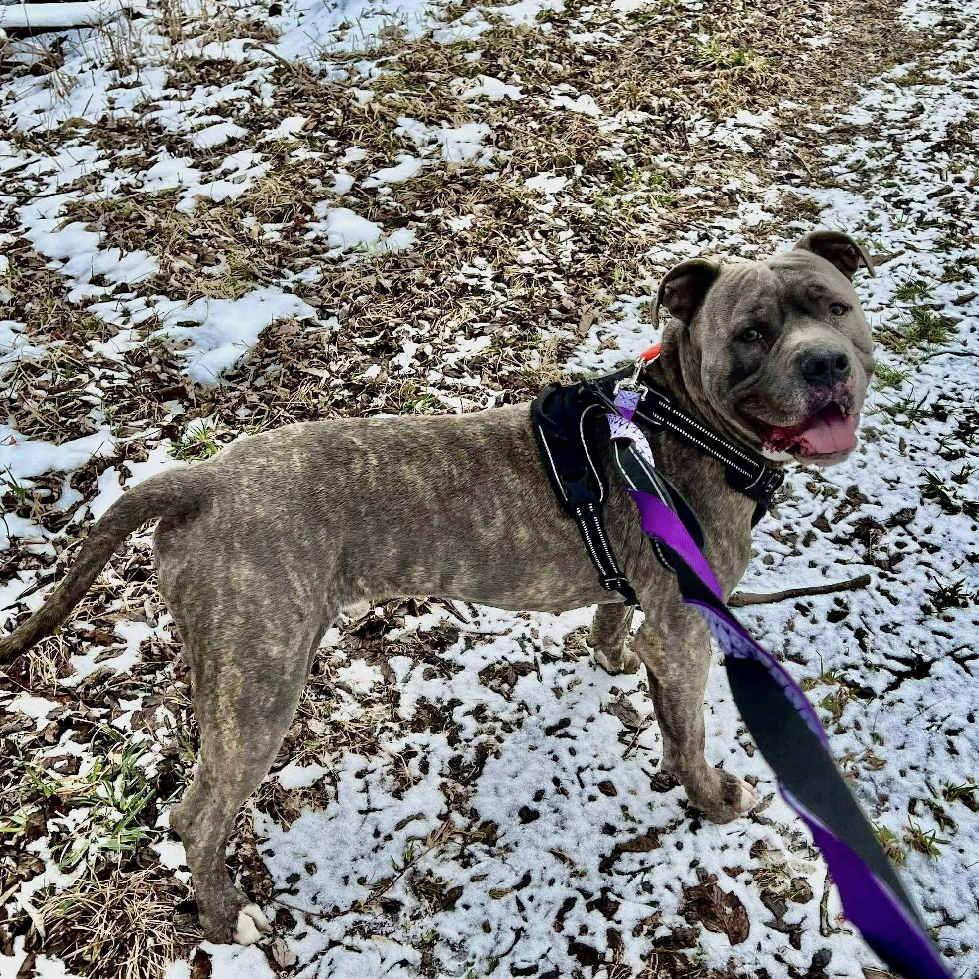 Rocky, ADOPTABLE, Adult Male American Bully & Cane Corso.