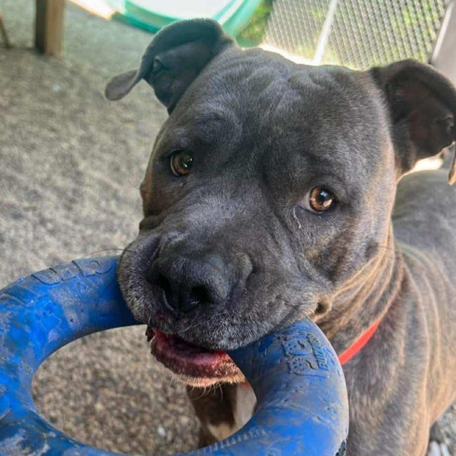 Rocky, ADOPTABLE, Adult Male American Bully & Cane Corso.