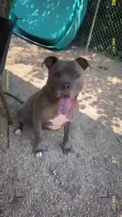 Enlarge Rocky, a ADOPTABLE mixed breed in Marseilles, IL video 3/3