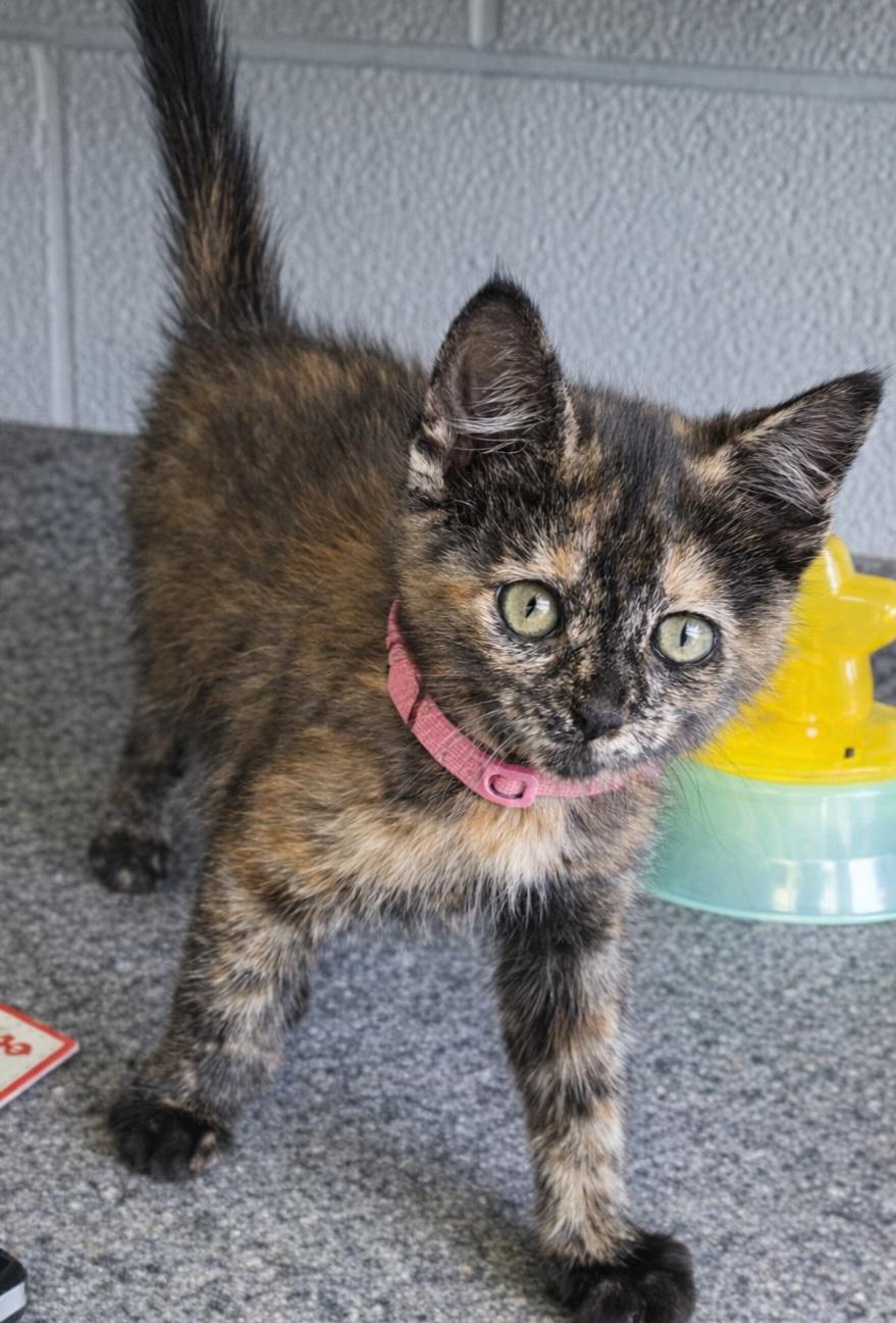 Enlarge Pudding, a Adopted Domestic Short Hair in Hermitage, PA image 1/1