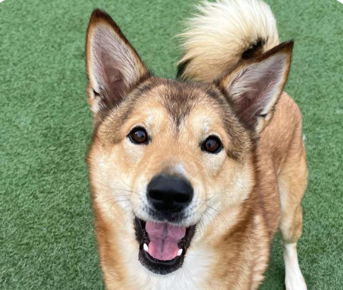 Tony, Adoptable, Adult Male Jindo.