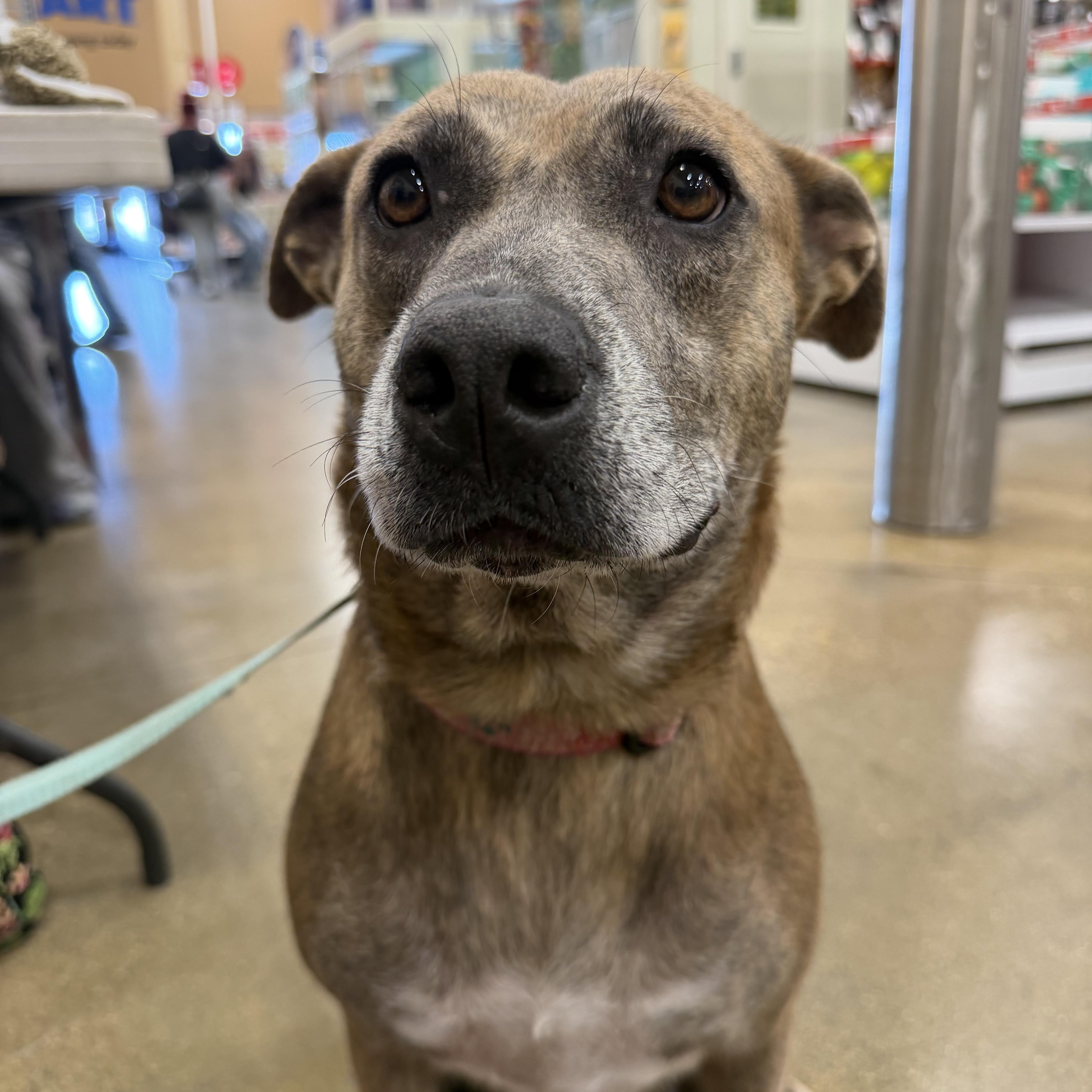 Enlarge Honey, a Adoptable mixed breed in Muncie, IN image 4/5