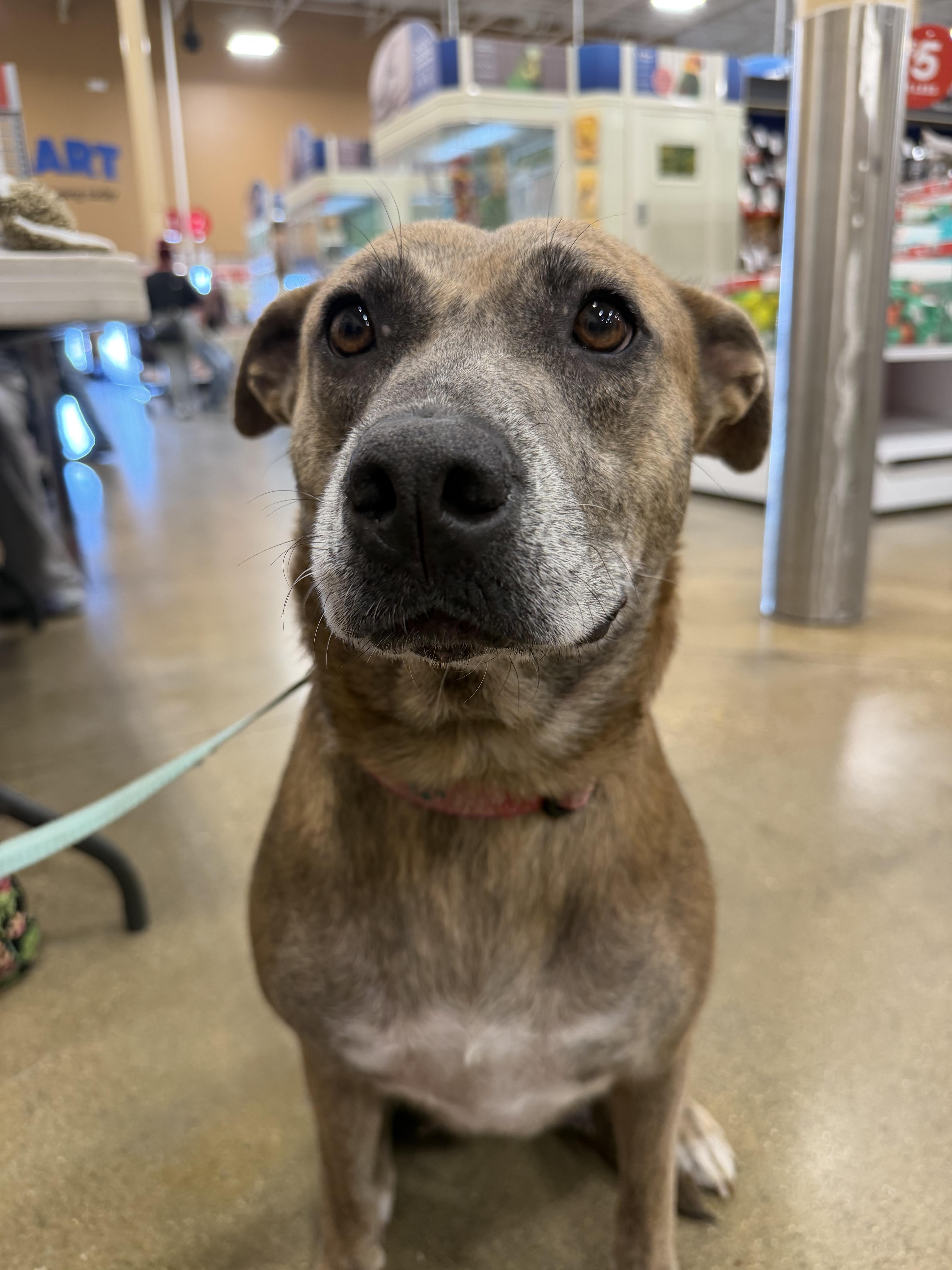 Enlarge Honey, a Adoptable mixed breed in Muncie, IN image 4/4