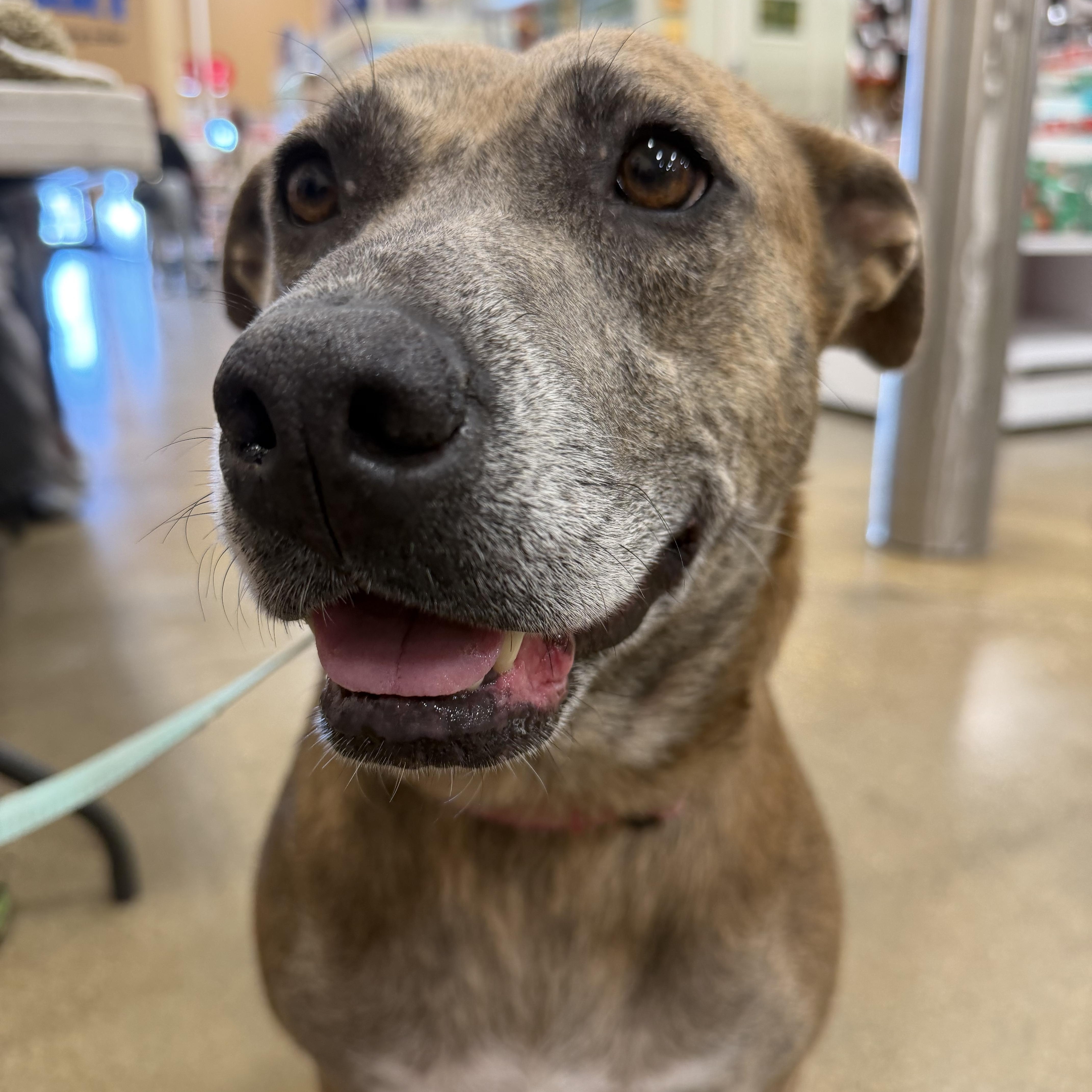 Honey, Adoptable, Adult Female Mixed Breed & Pit Bull Terrier.