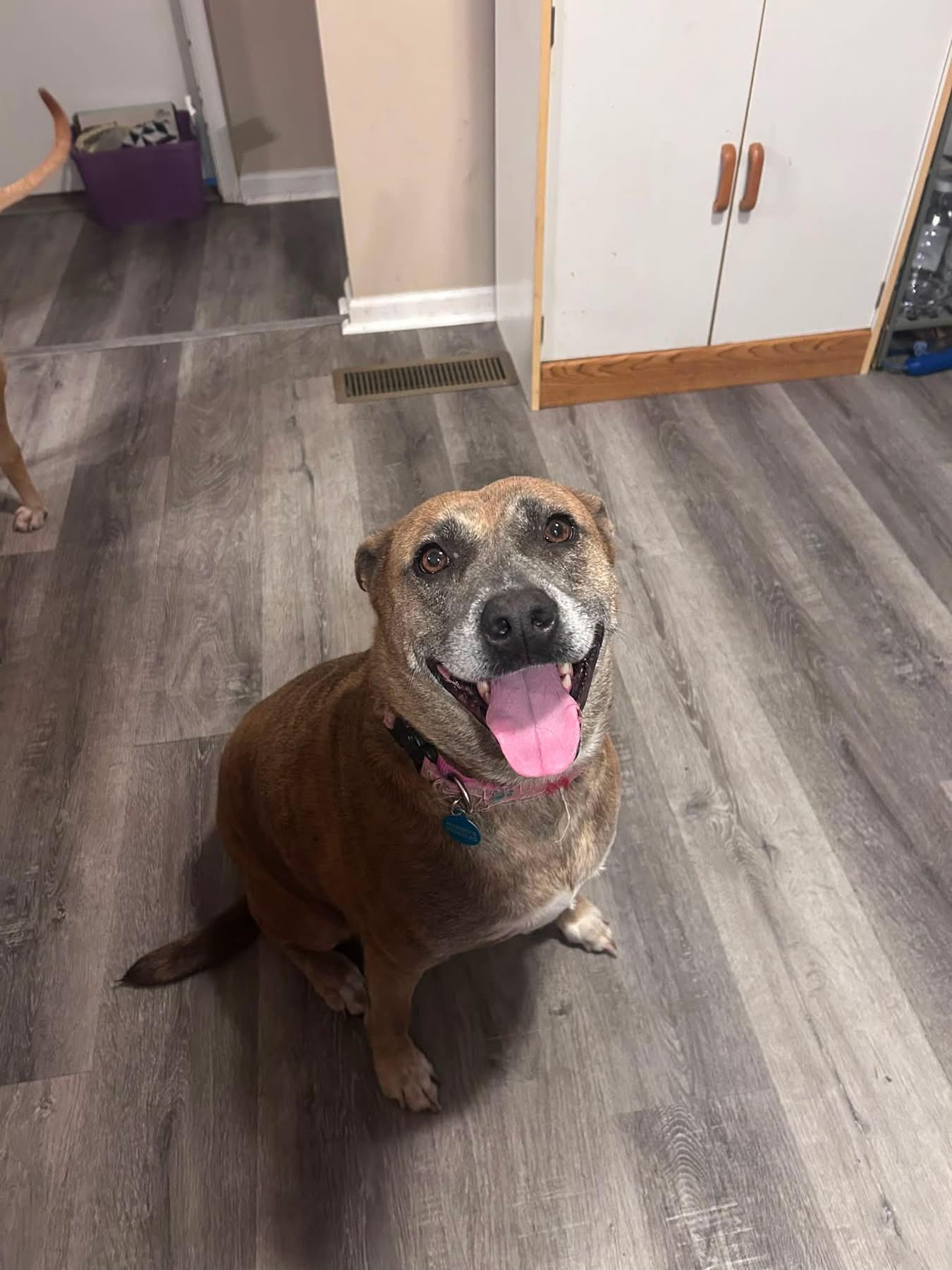 Enlarge Honey, a Adoptable mixed breed in Muncie, IN image 5/5