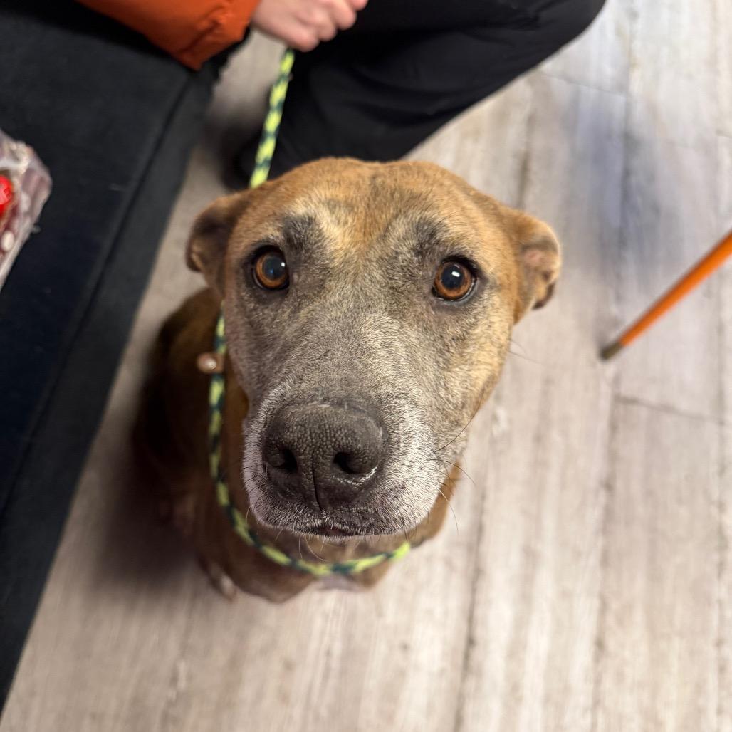 Enlarge Honey, a Adoptable Mixed Breed in Yorktown, IN image 1/1