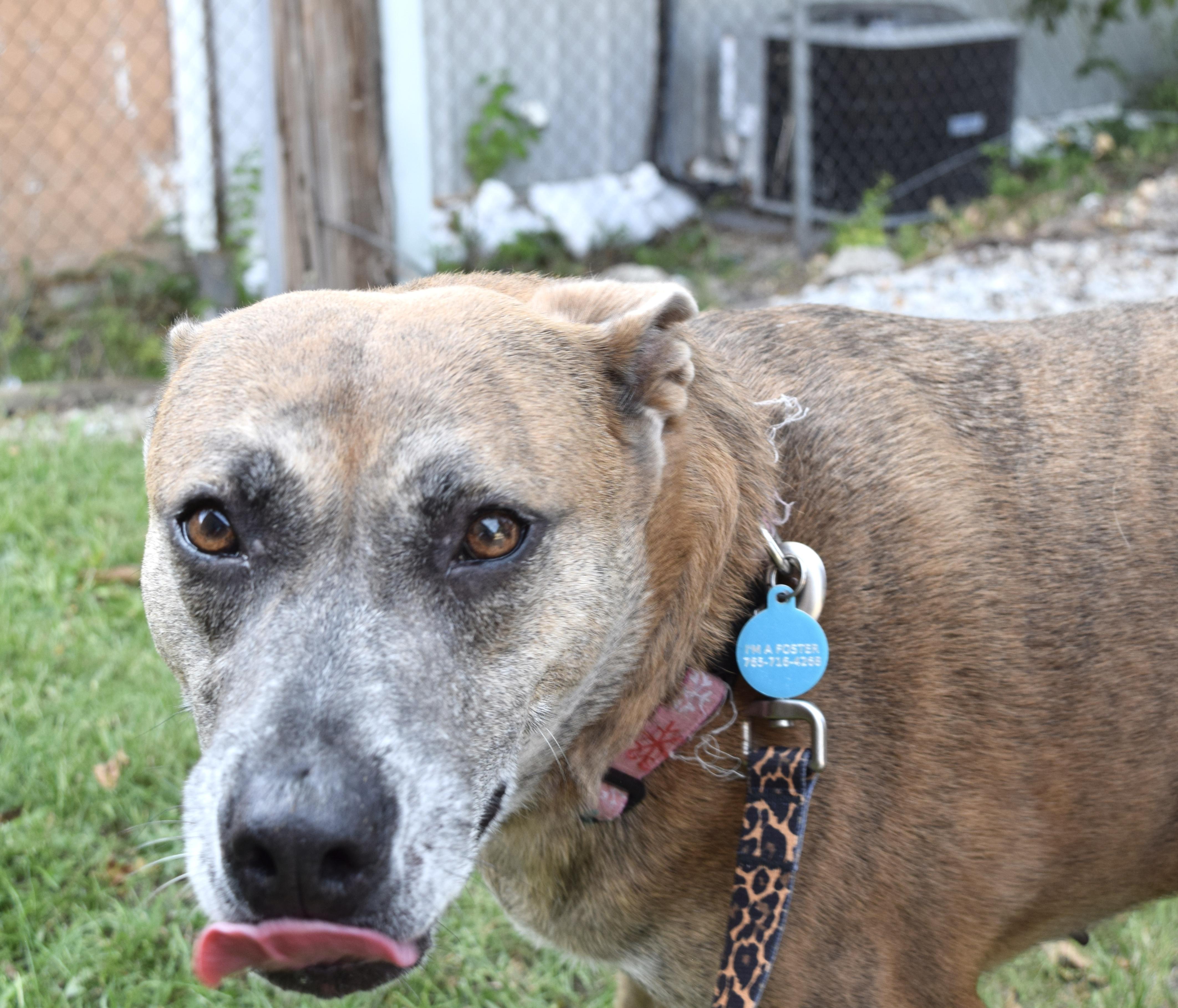 Enlarge Honey, a Adoptable mixed breed in Muncie, IN image 6/6