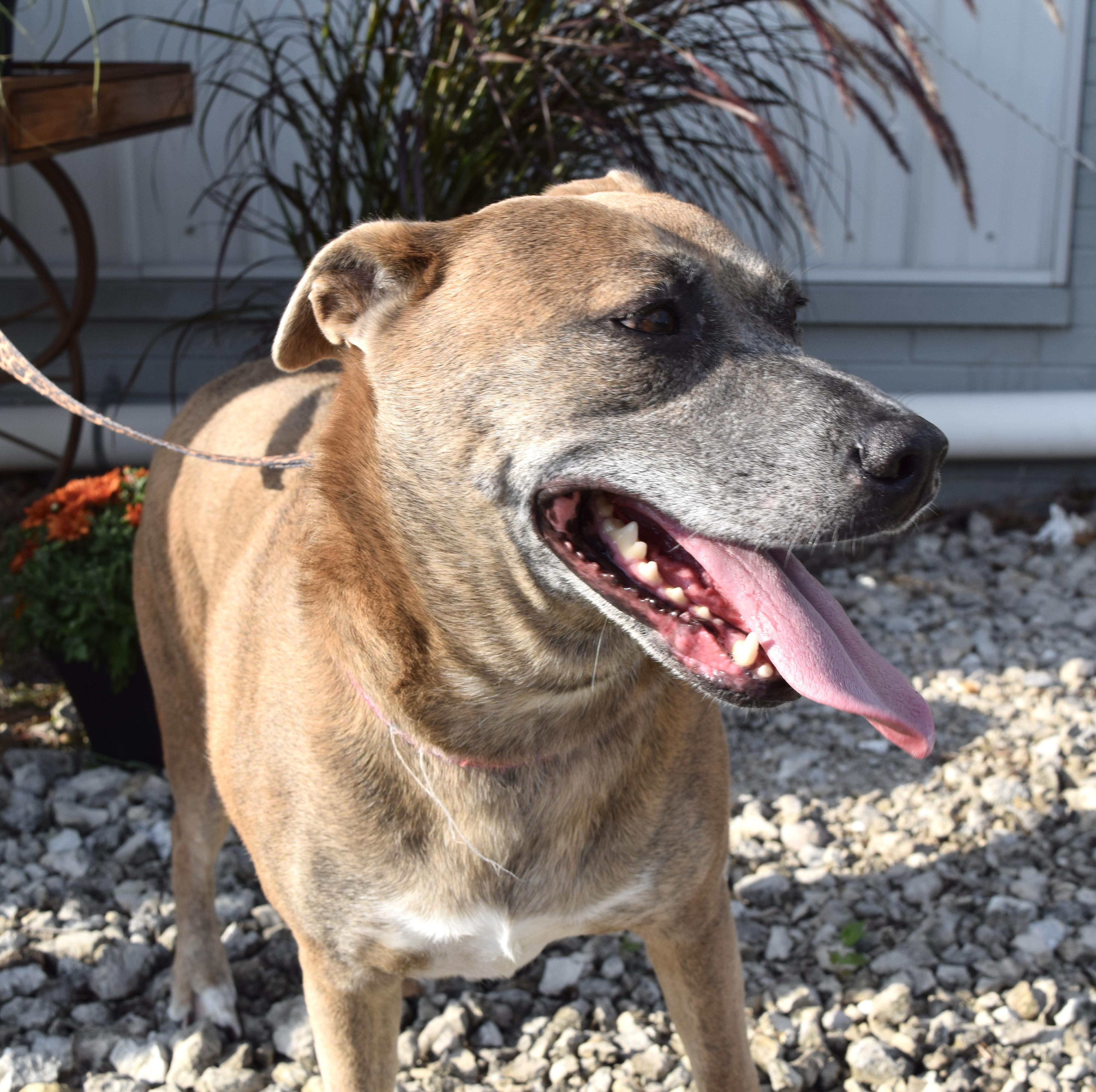 Enlarge Honey, a Adoptable mixed breed in Muncie, IN image 5/6