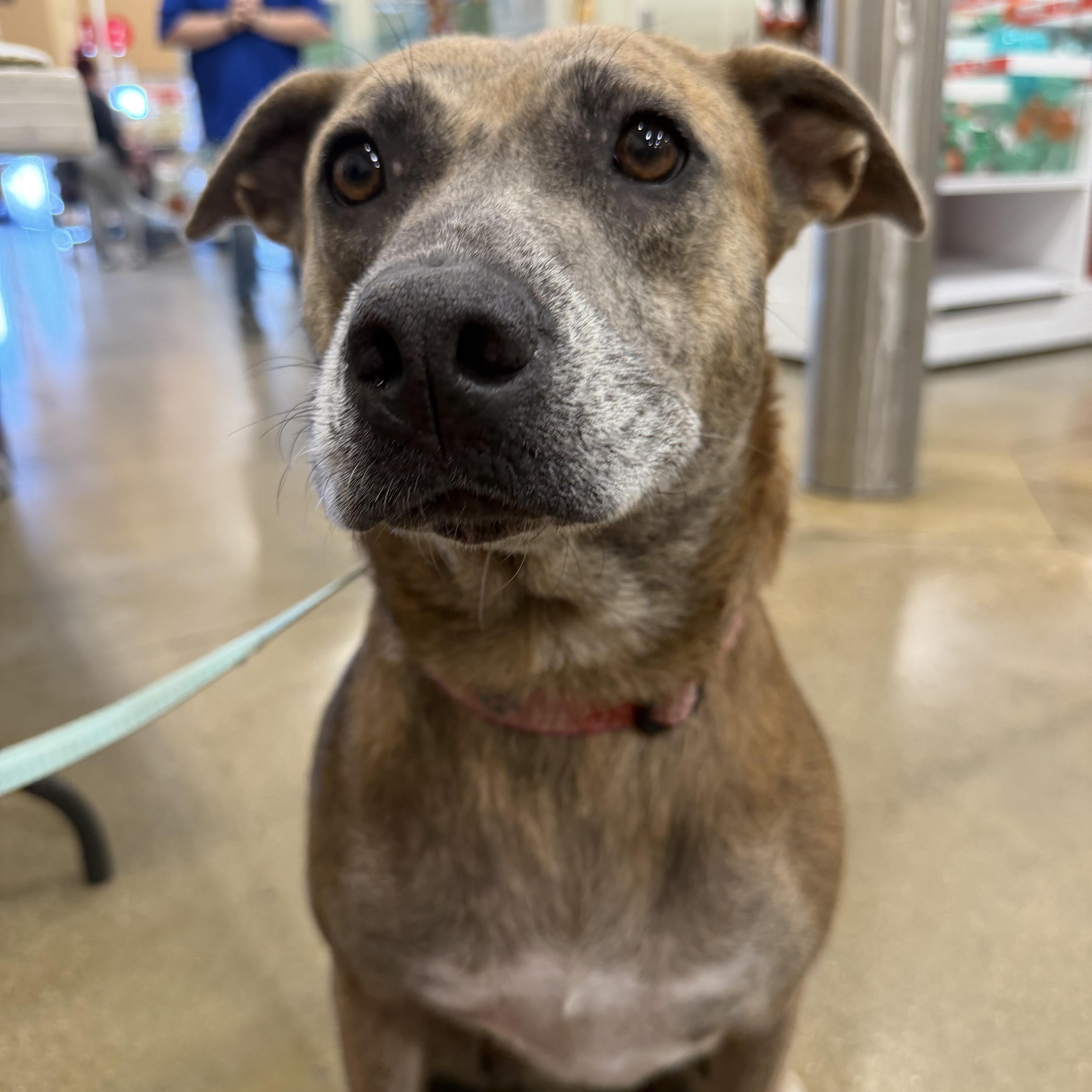 Honey, Adoptable, Adult Female Mixed Breed & Pit Bull Terrier.