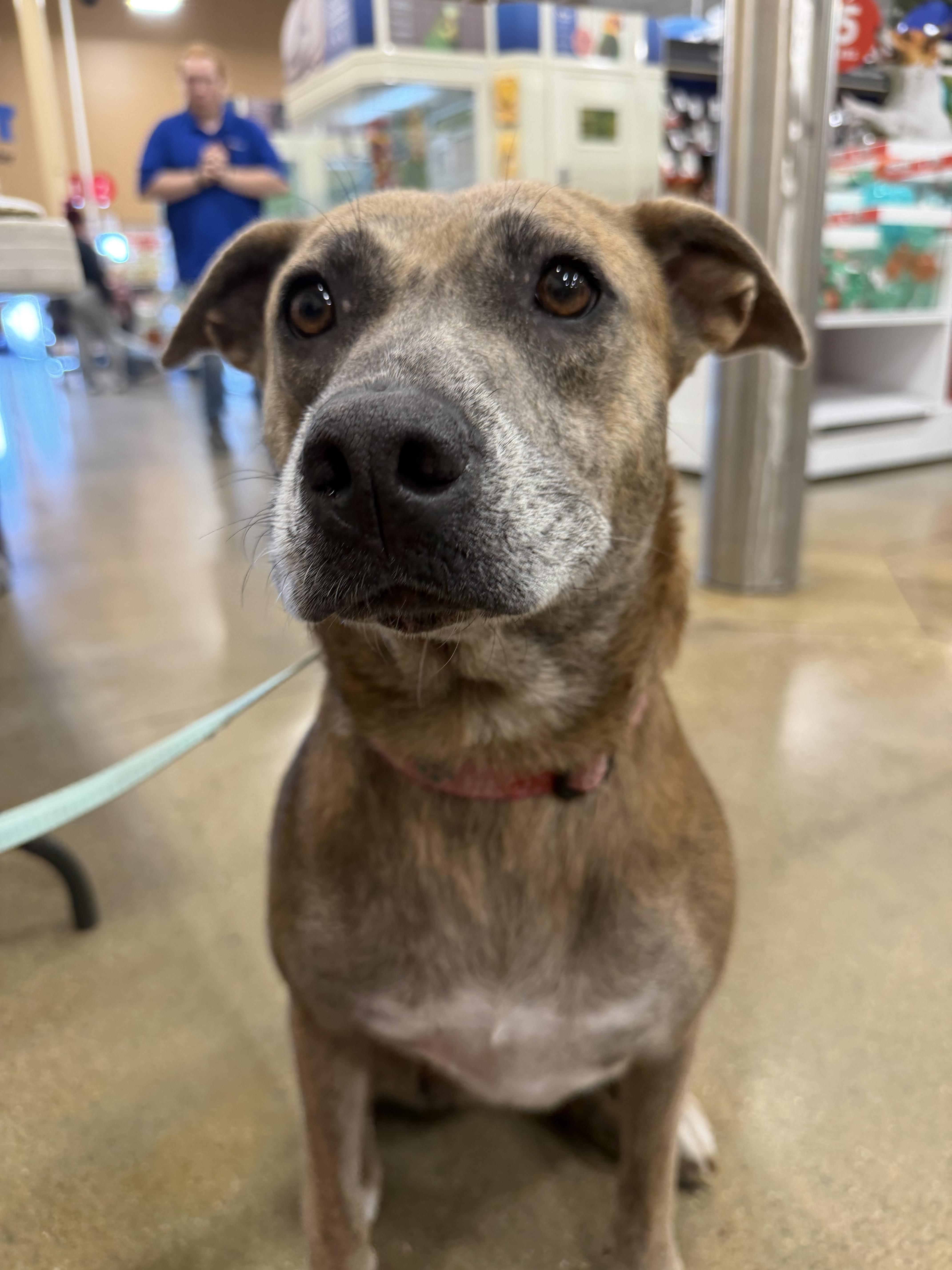 Enlarge Honey, a Adoptable mixed breed in Muncie, IN image 3/4