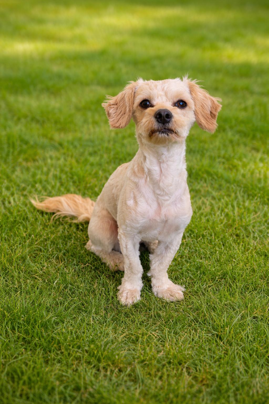 Rascal, an adopted mixed breed in Bakersfield, CA image 1/6