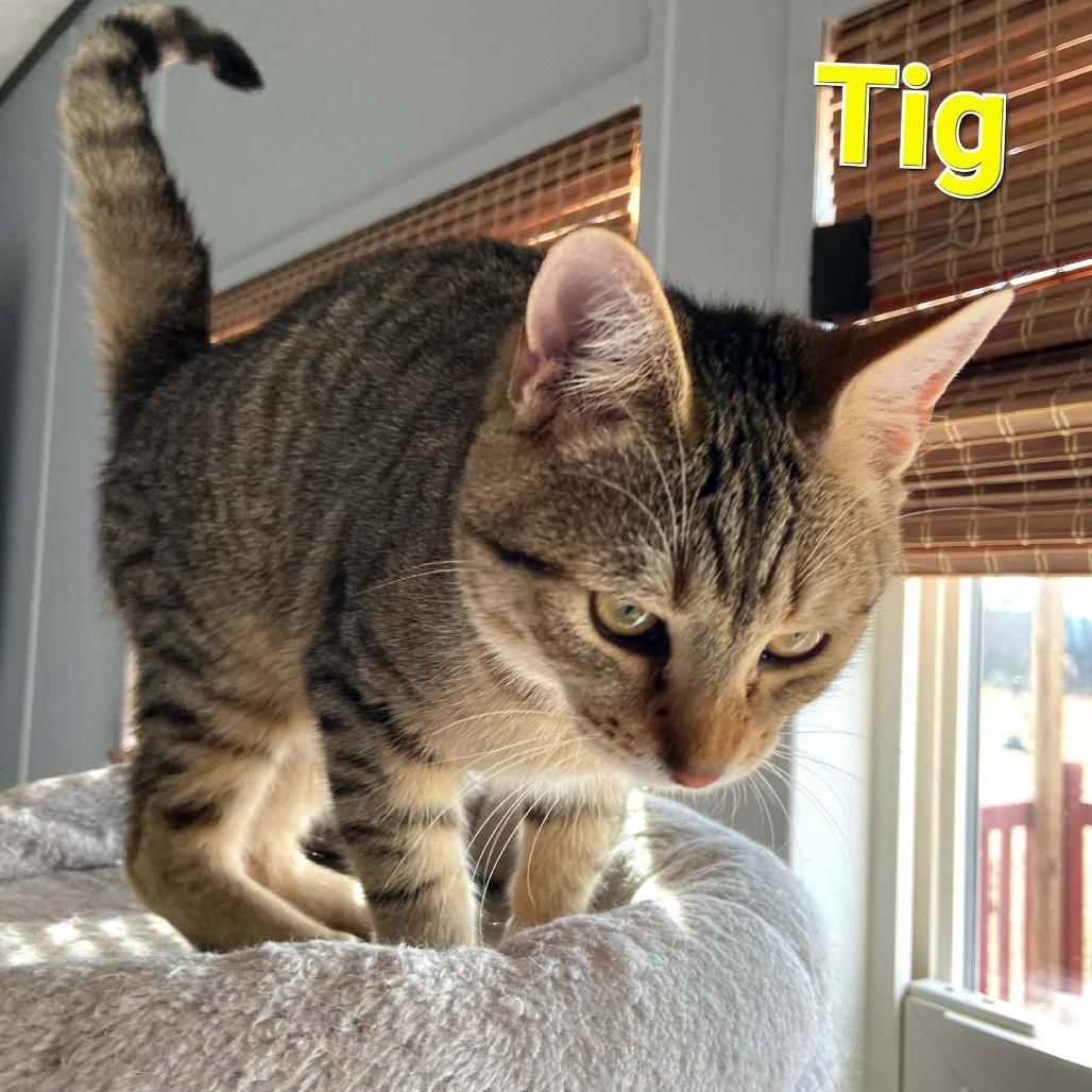 Enlarge Tig, a Adoptable Domestic Short Hair in Charlottesville, VA image 1/2