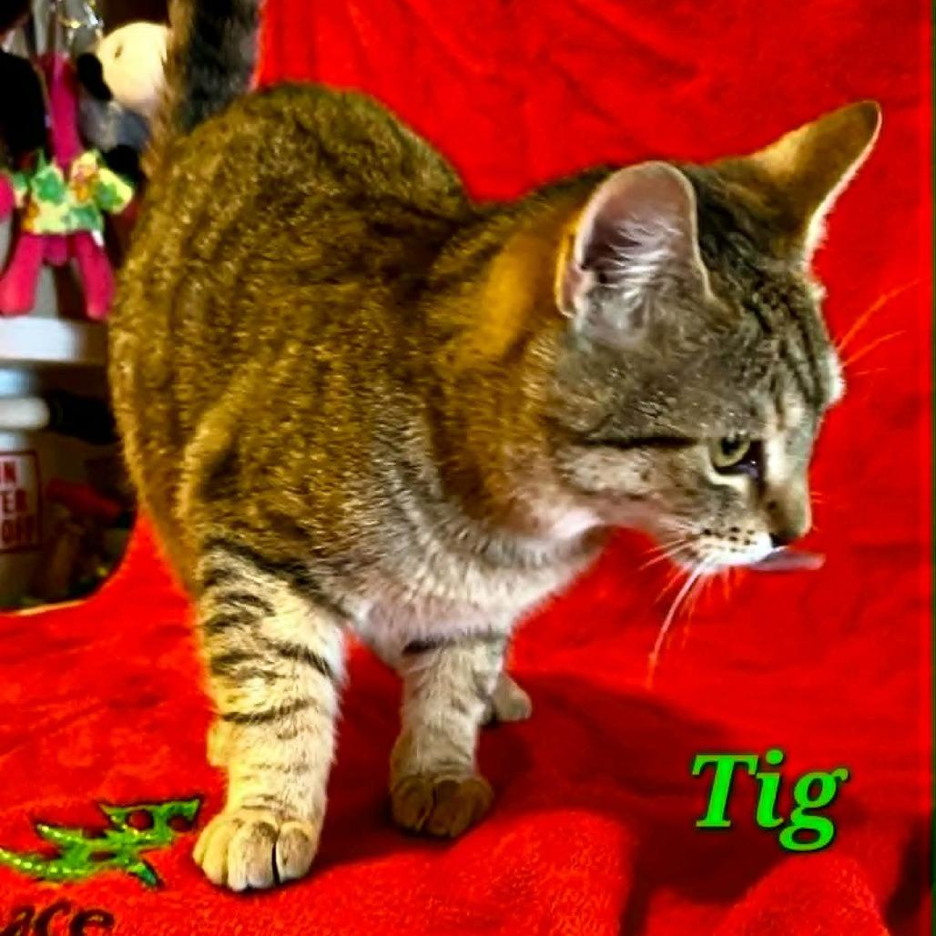 Tig, Adoptable, Kitten Male Domestic Short Hair.