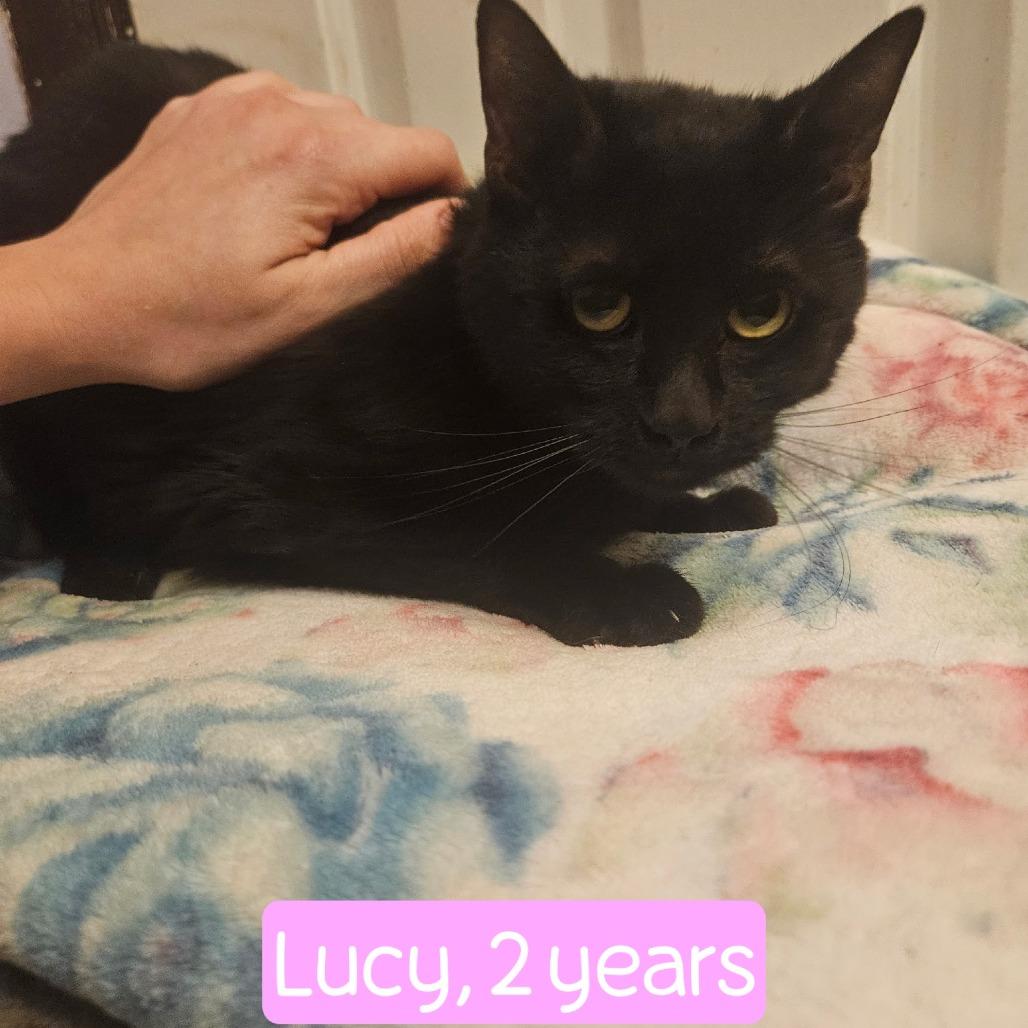 0126-28 Lucy (Lucifer), Adoptable, Adult Female Domestic Medium Hair.