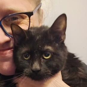 0126-28 Lucy (Lucifer), a Adoptable Domestic Medium Hair in Abingdon, MD image 2/2