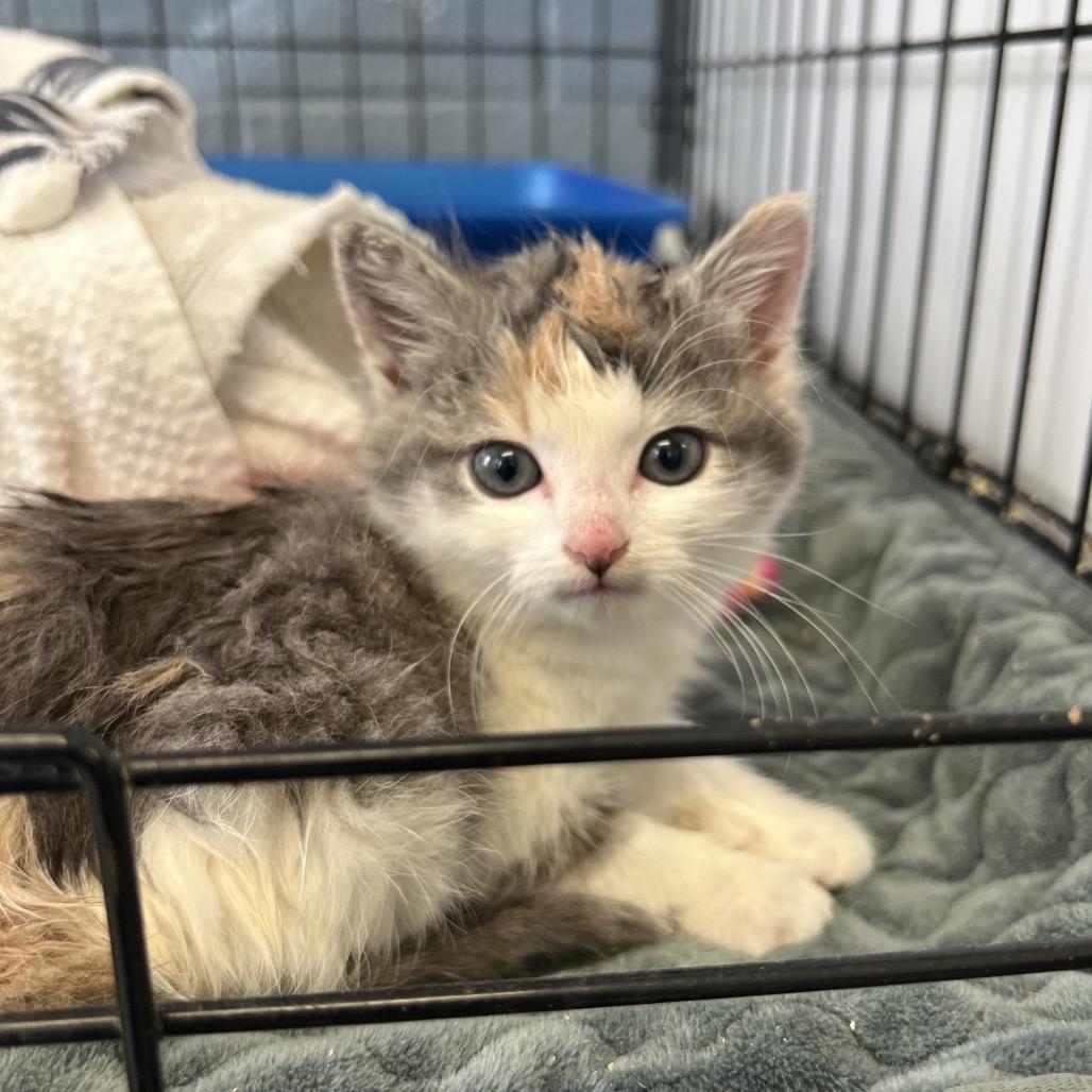 Minty Lou, Adoptable, Kitten Female Domestic Short Hair.