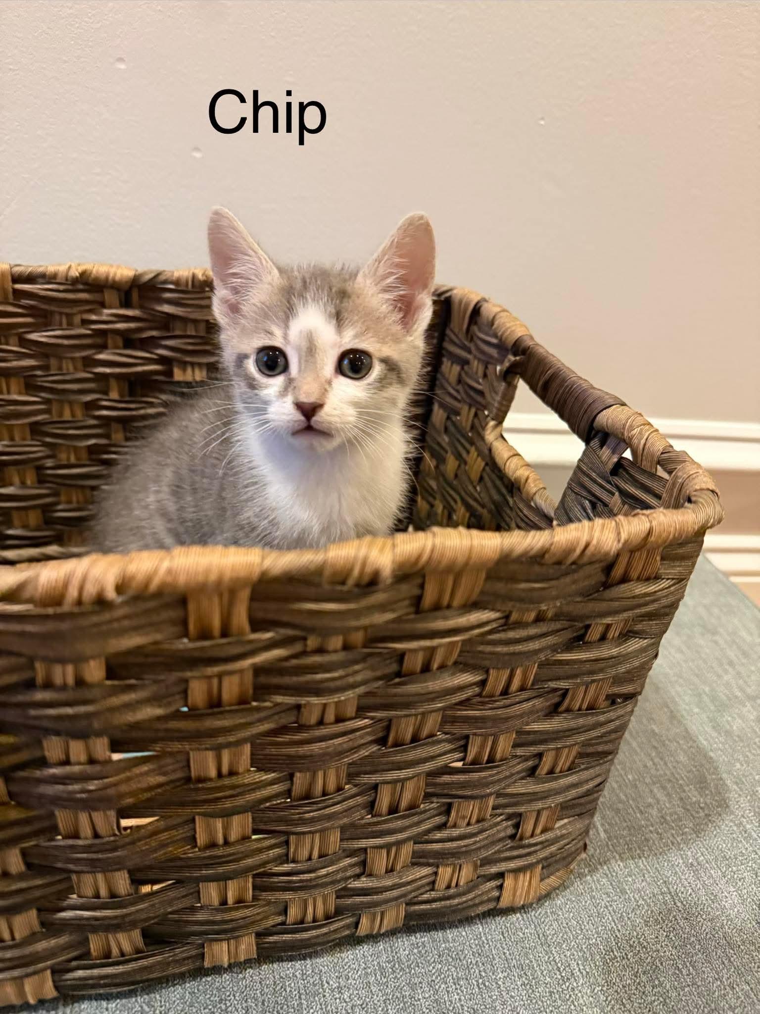 Chip, a Adoptable Domestic Short Hair in Oakboro , NC image 1/3