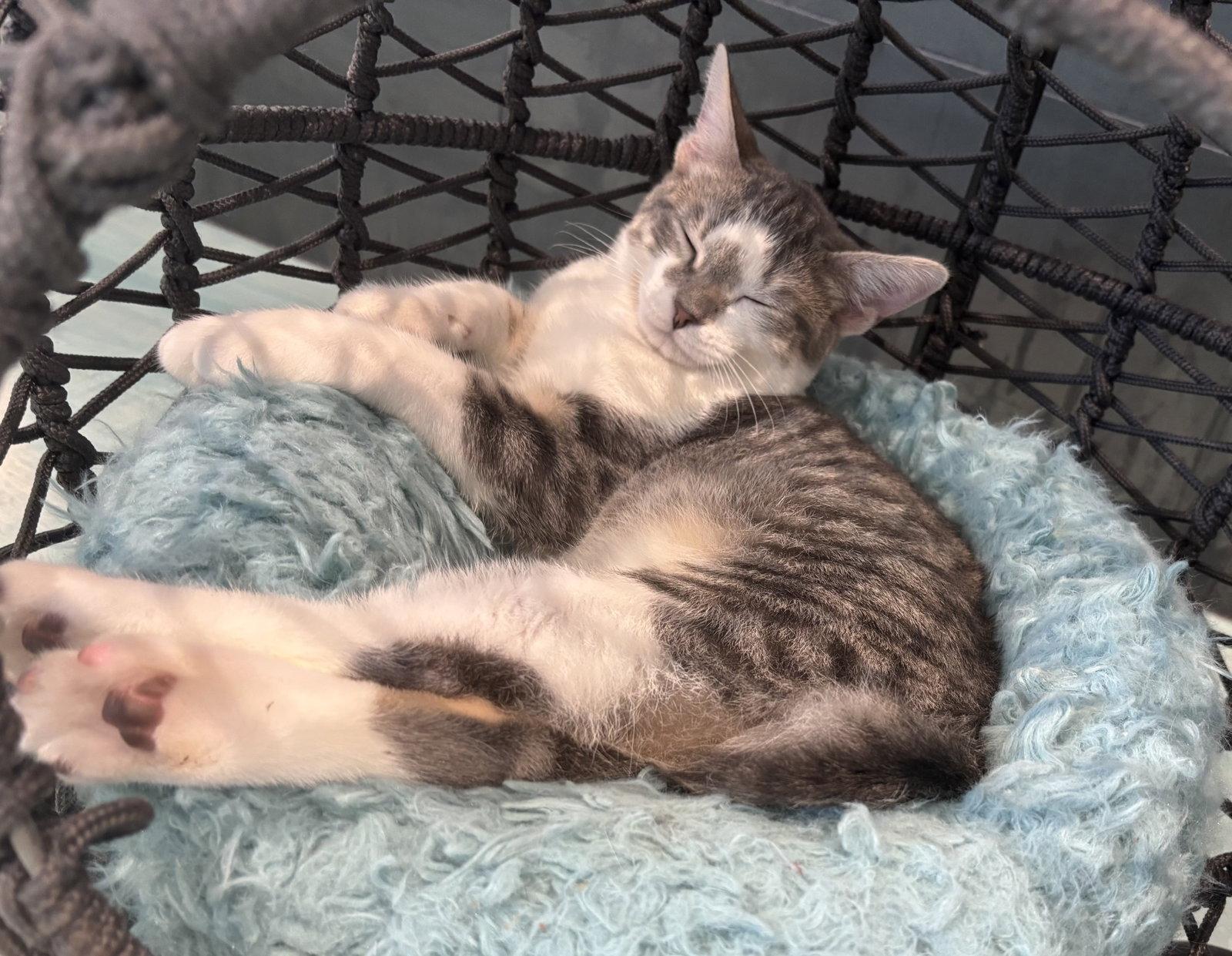 Enlarge Chip, a Adoptable Domestic Short Hair in Oakboro , NC image 1/2